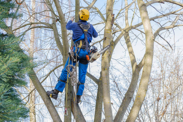 Best Stump Grinding and Removal  in Hopewell, NJ