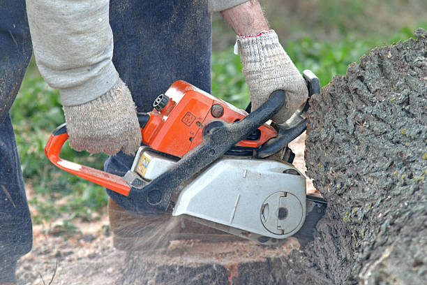 Best Tree Preservation Services  in Hopewell, NJ