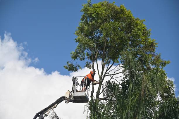 Best Root Management and Removal  in Hopewell, NJ