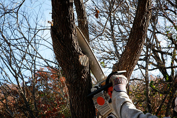 Best Hedge Trimming  in Hopewell, NJ